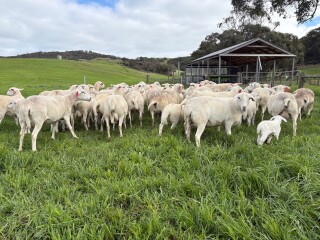 EWEs 1